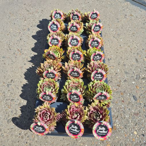 Sempervivum TOETIE FROETIES MIX