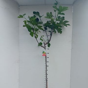 Ficus carica