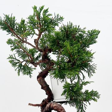 Juniperus chinensis