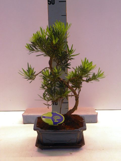 Podocarpus chinensis