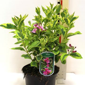 Weigela 'Kosteriana Variegata'