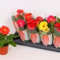 Gerbera COLOURGAME MIX