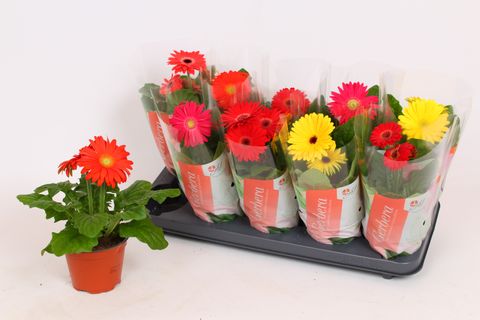 Gerbera COLOURGAME MIX