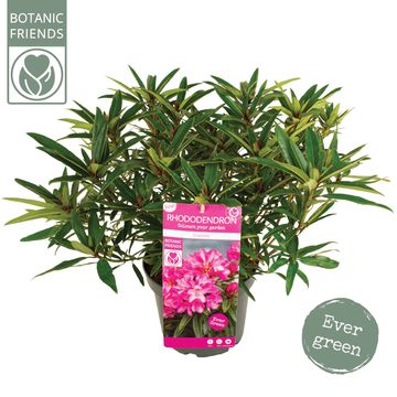 Rhododendron 'Graziella'