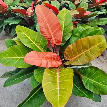 Filodendron 'Prince of Orange'