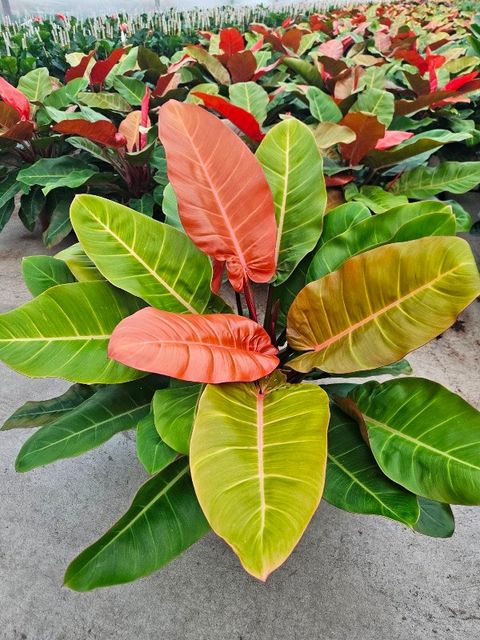 Philodendron 'Prince of Orange'