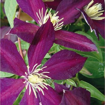 Clematis 'Mikelite' (Vt)