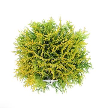 Thuja occidentalis 'Golden Globe'