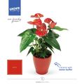 Anthurium KARMA RED