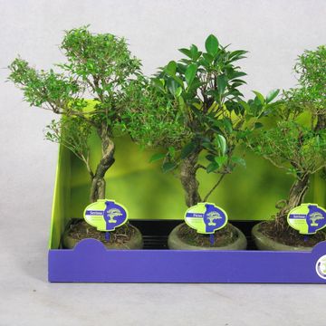 Bonsai MIX