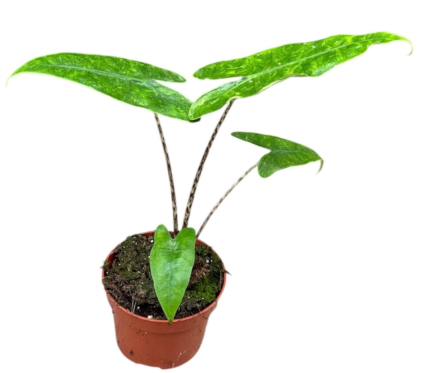 donndorf bonsai Bonsai Special