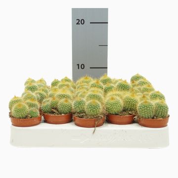 Eriocactus leninghausii