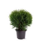 Thuja occidentalis 'Tiny Tim'