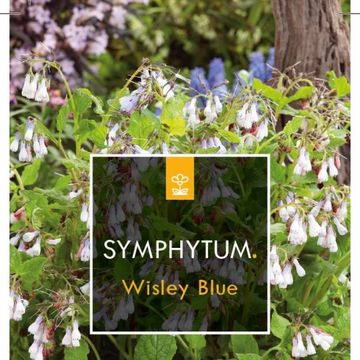 Symphytum grandiflorum 'Wisley Blue'