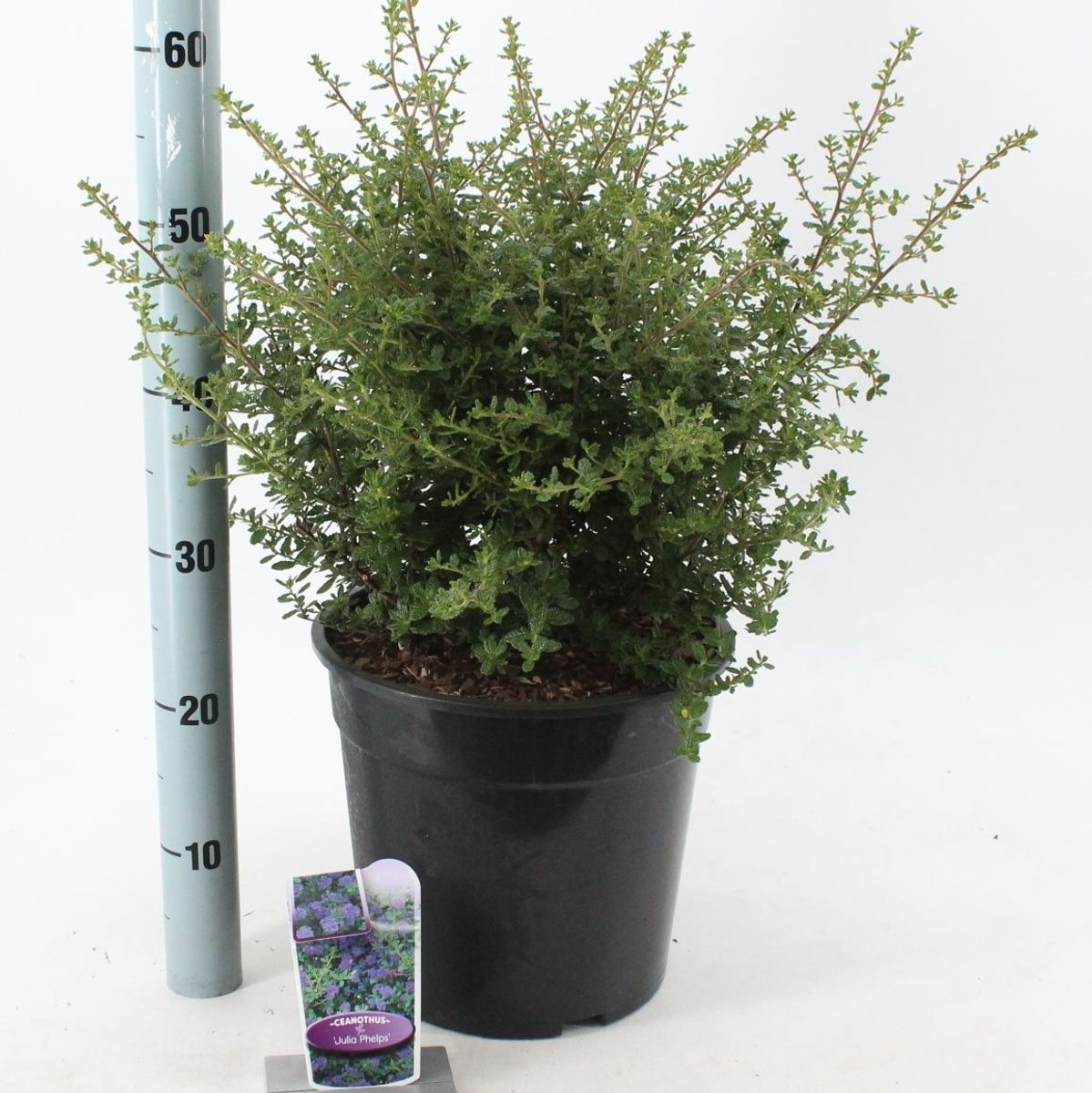 Ceanothus 'Julia Phelps' — Plant Wholesale FlorAccess