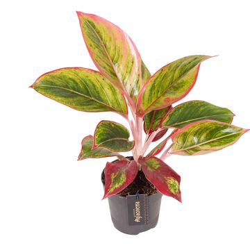 Aglaonema 'Jamaica Red'
