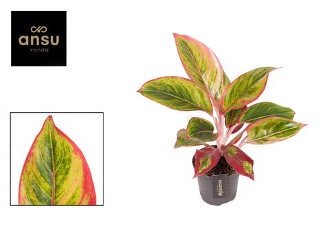Aglaonema 'Jamaica Red'