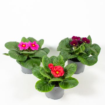 Primula vulgaris MIX
