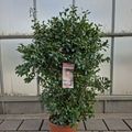 Camellia sasanqua PINK