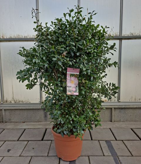 Camellia sasanqua PINK