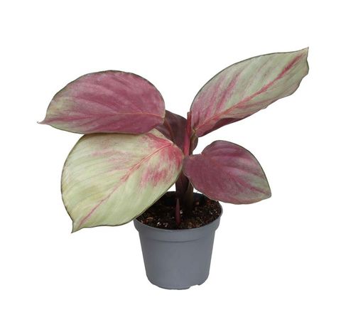 Calathea 'Silver Plate'