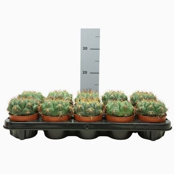 Gymnocalycium saglionis