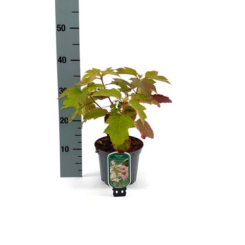 Hydrangea quercifolia 'Queen of Hearts'