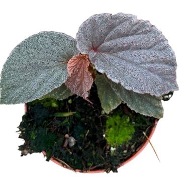 Begonia 'Lamriana Silver'