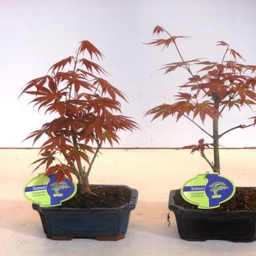 Acer palmatum 'Atropurpureum'