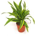 Dracaena fragrans 'Lemon Lime'