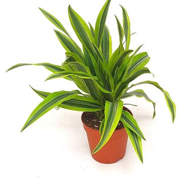 Dracaena fragrans 'Lemon Lime'