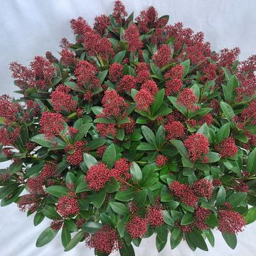 Skimmia japonica 'Rubella'