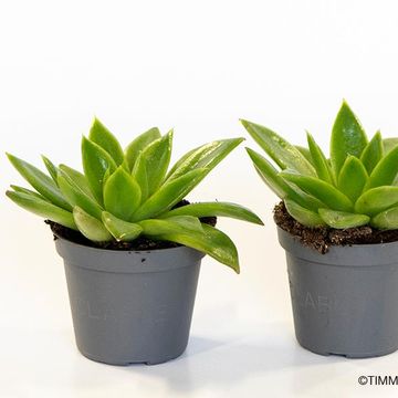 Echeveria agavoides