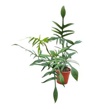 Philodendron polypodioides