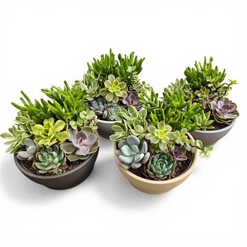 Arrangement Succulents