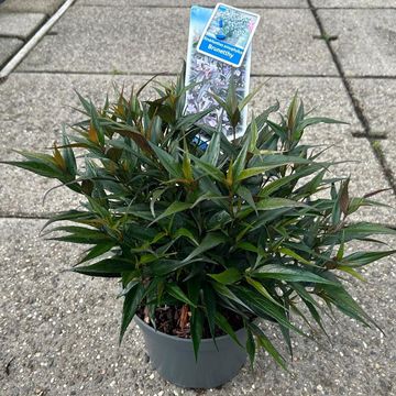 Strobilanthes anisophylla BRUNETTHY