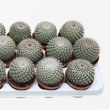 Mammillaria geminispina nobilis
