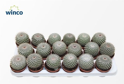Mammillaria geminispina nobilis