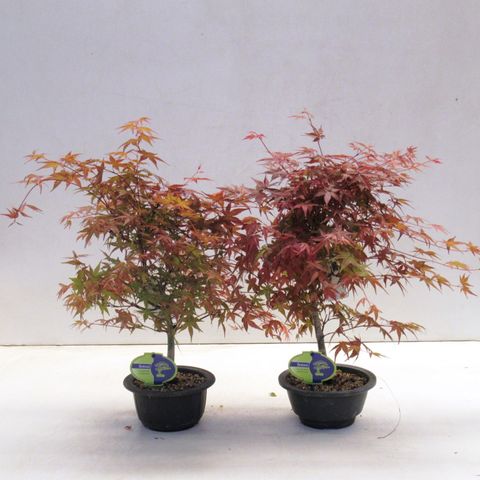 Acer palmatum 'Deshôjô' — Plant Wholesale FlorAccess