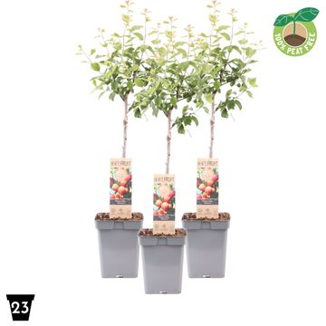 Prunus domestica 'Victoria'