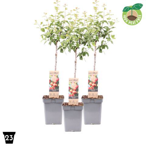 Prunus domestica 'Victoria'