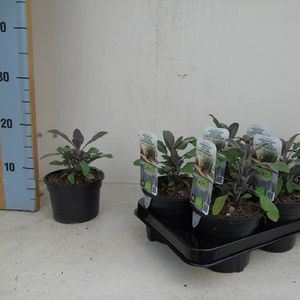 Salvia officinalis 'Purpurascens'