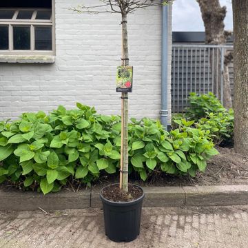 Liquidambar styraciflua 'Gum Ball'