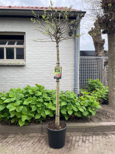 Liquidambar styraciflua 'Gum Ball'