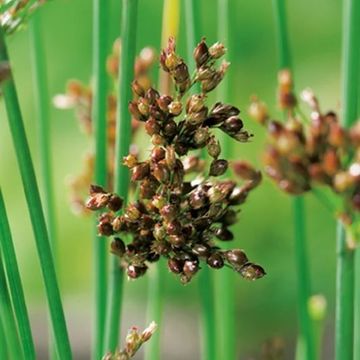 Juncus inflexus
