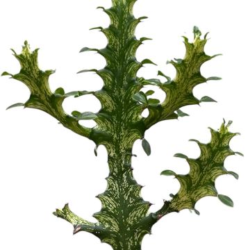 Euphorbia lactea 'Variegata'