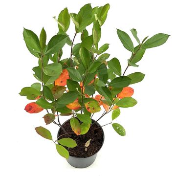 Aronia arbutifolia 'Brilliant'