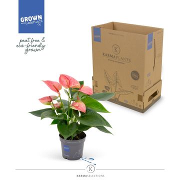 Anthurium KARMA PINK