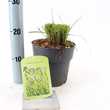 Sesleria autumnalis