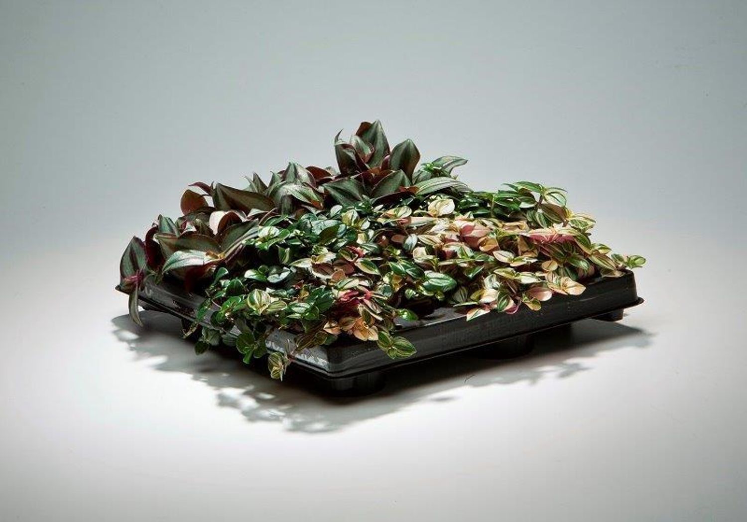 Tradescantia MIX — Plant Wholesale FlorAccess